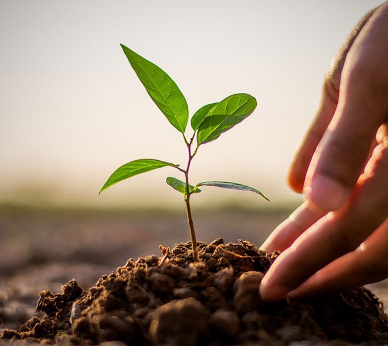 Complimentary Consulting planting a small plant, with hand