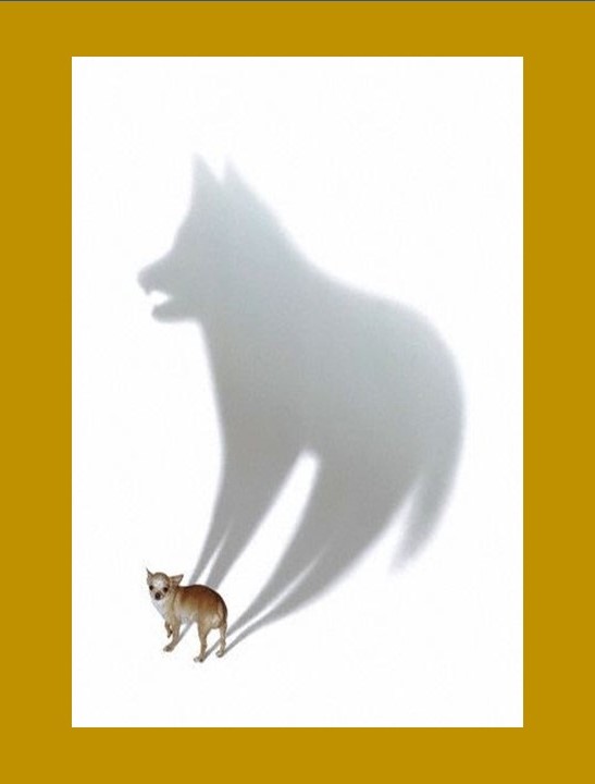 https://www.quantummedia.com/uploads/small_dog_big_shadow.jpg